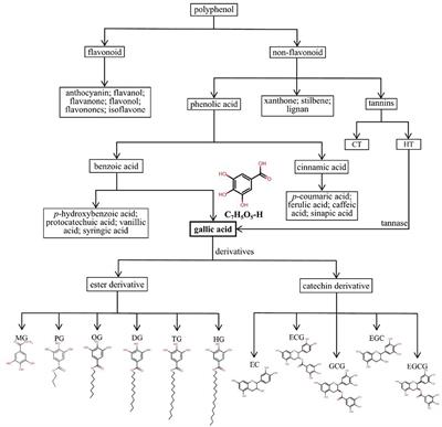 Impact of Gallic Acid on Gut Health: Focus on the Gut Microbiome, Immune Response, and Mechanisms of Action